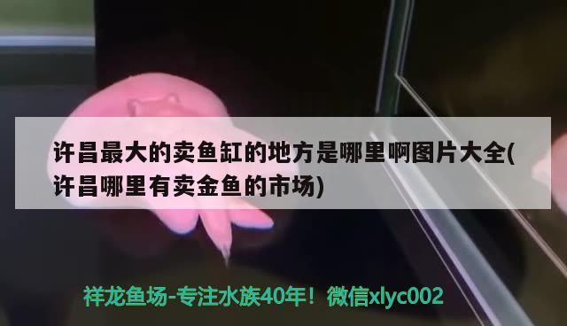 许昌最大的卖鱼缸的地方是哪里啊图片大全(许昌哪里有卖金鱼的市场) 广州祥龙国际水族贸易