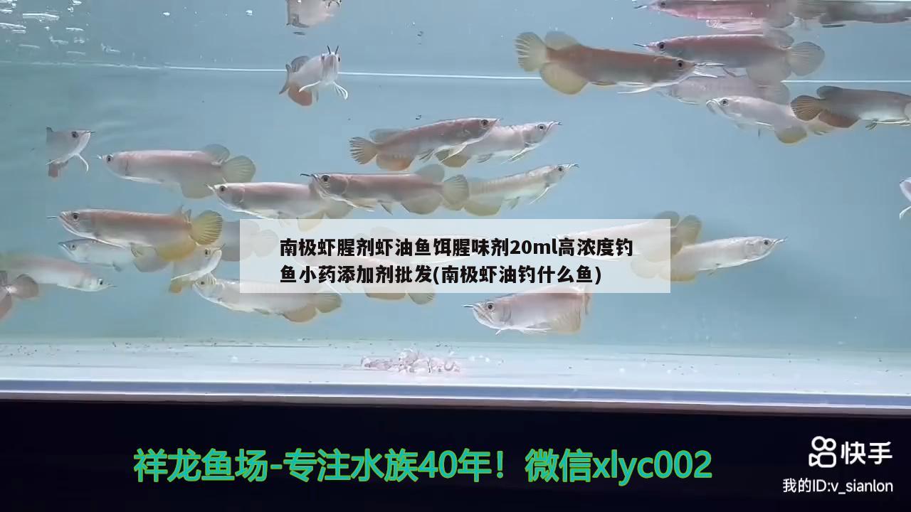 南极虾腥剂虾油鱼饵腥味剂20ml高浓度钓鱼小药添加剂批发(南极虾油钓什么鱼)