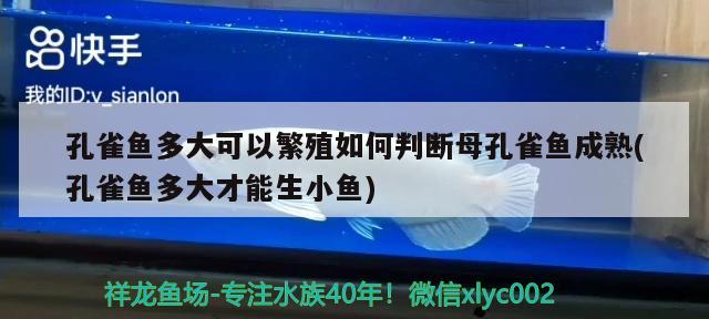 孔雀鱼多大可以繁殖如何判断母孔雀鱼成熟(孔雀鱼多大才能生小鱼)