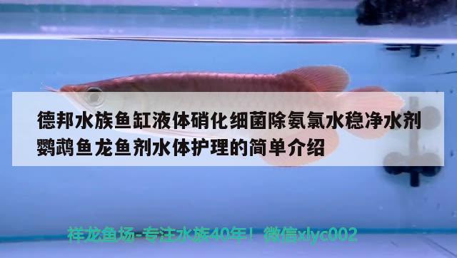 德邦水族鱼缸液体硝化细菌除氨氯水稳净水剂鹦鹉鱼龙鱼剂水体护理的简单介绍 鹦鹉鱼