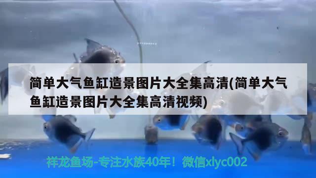 简单大气鱼缸造景图片大全集高清(简单大气鱼缸造景图片大全集高清视频)