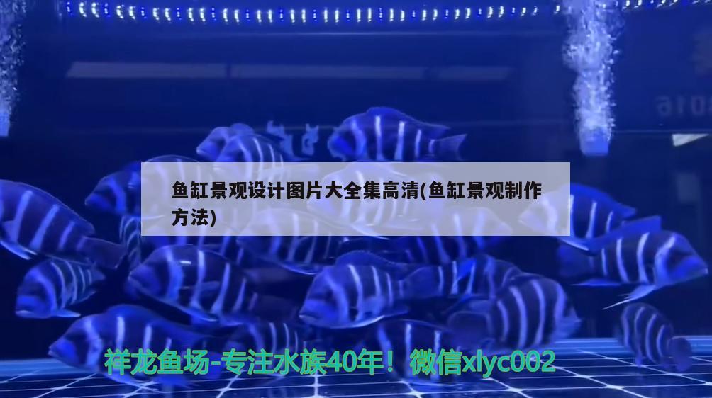 鱼缸景观设计图片大全集高清(鱼缸景观制作方法) 广州景观设计
