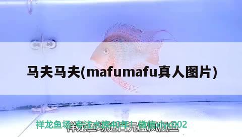 马夫马夫(mafumafu真人图片)