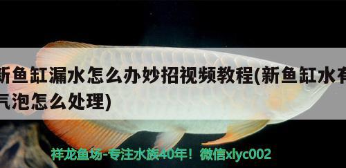 新鱼缸漏水怎么办妙招视频教程(新鱼缸水有气泡怎么处理) 巴卡雷龙鱼