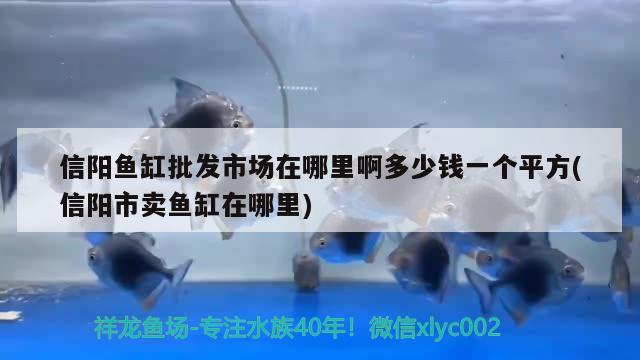 信阳鱼缸批发市场在哪里啊多少钱一个平方(信阳市卖鱼缸在哪里)