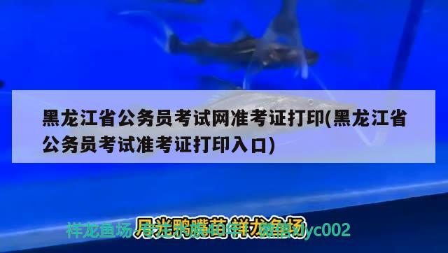 黑龙江省公务员考试网准考证打印(黑龙江省公务员考试准考证打印入口) 观赏鱼