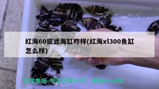 红海60底滤海缸咋样(红海xl300鱼缸怎么样) 观赏鱼