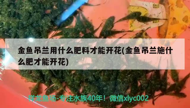 金鱼吊兰用什么肥料才能开花(金鱼吊兰施什么肥才能开花)