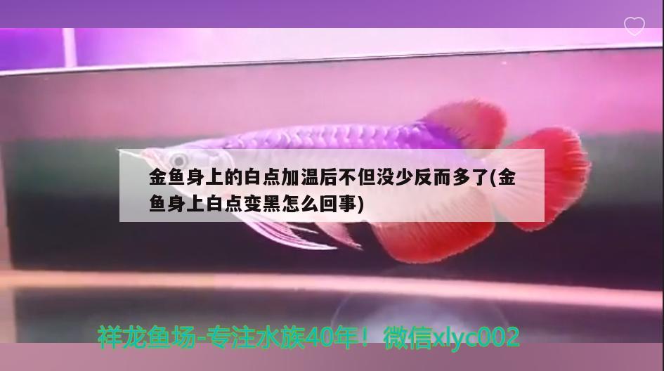 金鱼身上的白点加温后不但没少反而多了(金鱼身上白点变黑怎么回事)