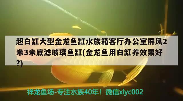 超白缸大型金龙鱼缸水族箱客厅办公室屏风2米3米底滤玻璃鱼缸(金龙鱼用白缸养效果好?) 鱼缸/水族箱