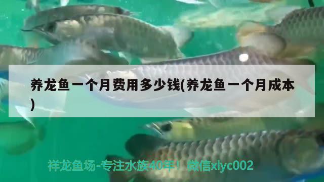 养龙鱼一个月费用多少钱(养龙鱼一个月成本) 观赏鱼