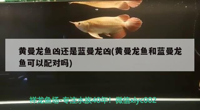 黄曼龙鱼凶还是蓝曼龙凶(黄曼龙鱼和蓝曼龙鱼可以配对吗)