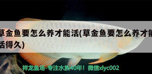 草金鱼要怎么养才能活(草金鱼要怎么养才能活得久)