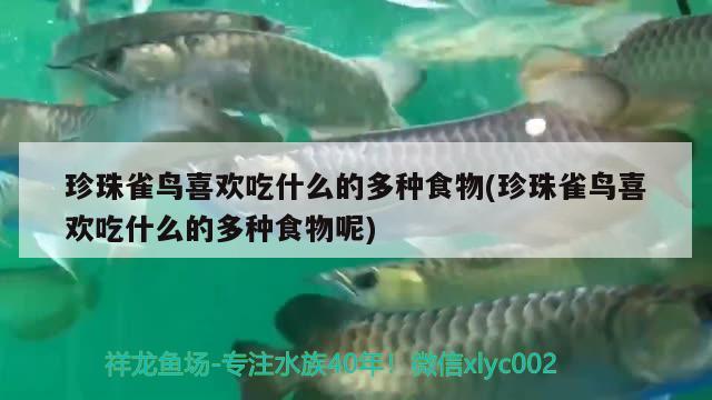 珍珠雀鸟喜欢吃什么的多种食物(珍珠雀鸟喜欢吃什么的多种食物呢) 观赏鱼