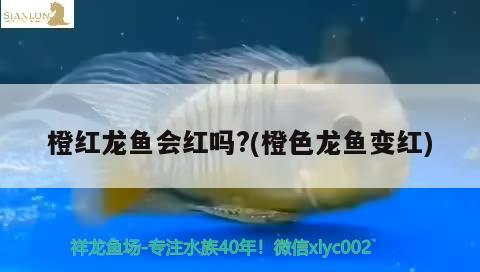 橙红龙鱼会红吗?(橙色龙鱼变红) 观赏鱼