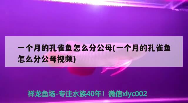 一个月的孔雀鱼怎么分公母(一个月的孔雀鱼怎么分公母视频) 观赏鱼