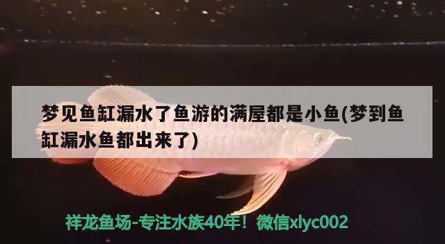 梦见鱼缸漏水了鱼游的满屋都是小鱼(梦到鱼缸漏水鱼都出来了) 萨伊蓝鱼