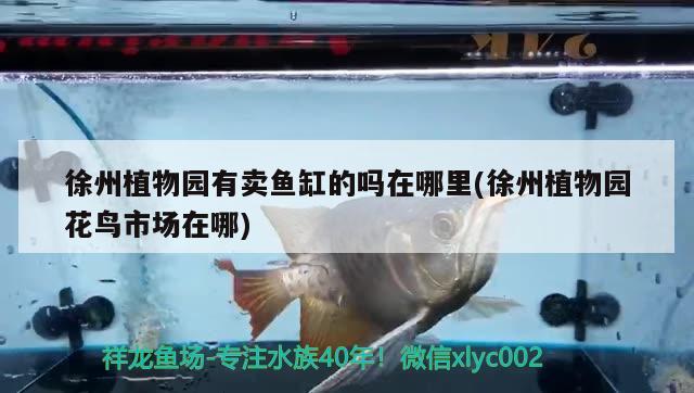 徐州植物园有卖鱼缸的吗在哪里(徐州植物园花鸟市场在哪) 财神鹦鹉鱼