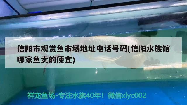 信阳市观赏鱼市场地址电话号码(信阳水族馆哪家鱼卖的便宜)