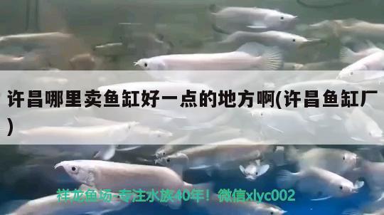 许昌哪里卖鱼缸好一点的地方啊(许昌鱼缸厂) 广州祥龙国际水族贸易