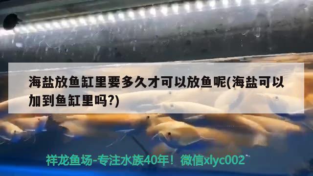 海盐放鱼缸里要多久才可以放鱼呢(海盐可以加到鱼缸里吗?)