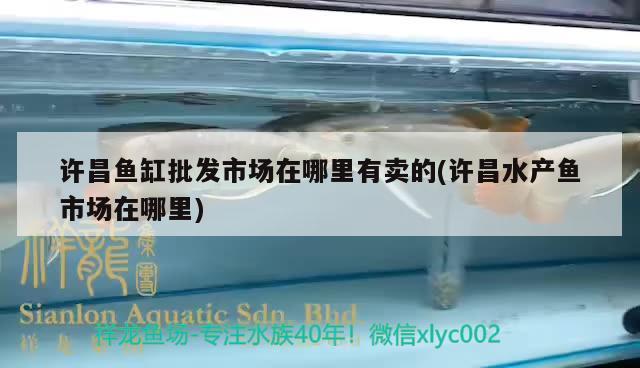 许昌鱼缸批发市场在哪里有卖的(许昌水产鱼市场在哪里) 七纹巨鲤鱼