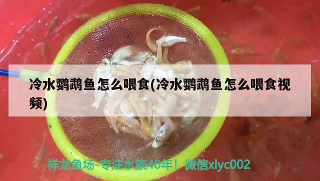 冷水鹦鹉鱼怎么喂食(冷水鹦鹉鱼怎么喂食视频) 鹦鹉鱼