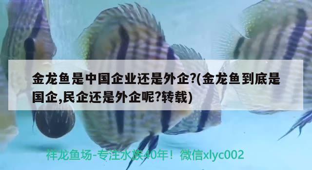 金龙鱼是中国企业还是外企?(金龙鱼到底是国企,民企还是外企呢?转载) 观赏鱼 第3张