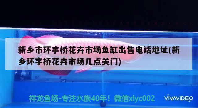 新乡市环宇桥花卉市场鱼缸出售电话地址(新乡环宇桥花卉市场几点关门) 红老虎鱼