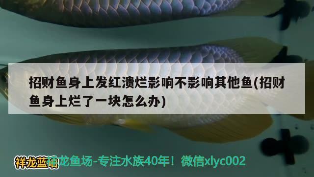 招财鱼身上发红溃烂影响不影响其他鱼(招财鱼身上烂了一块怎么办)