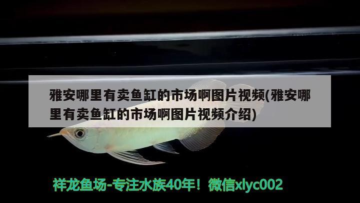 雅安哪里有卖鱼缸的市场啊图片视频(雅安哪里有卖鱼缸的市场啊图片视频介绍)