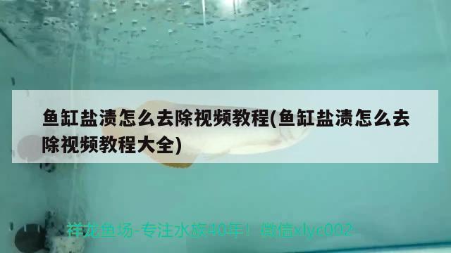 鱼缸盐渍怎么去除视频教程(鱼缸盐渍怎么去除视频教程大全)