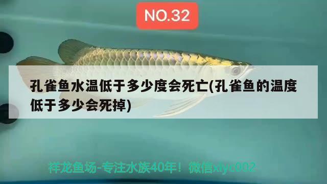 孔雀鱼水温低于多少度会死亡(孔雀鱼的温度低于多少会死掉)