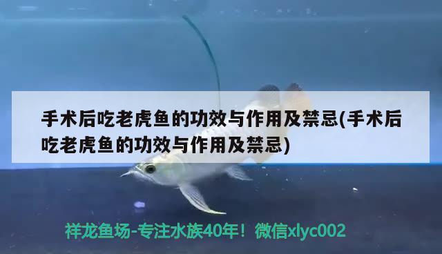 手术后吃老虎鱼的功效与作用及禁忌(手术后吃老虎鱼的功效与作用及禁忌)