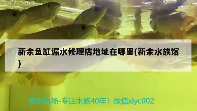 新余鱼缸漏水修理店地址在哪里(新余水族馆) 白子银龙苗（黄化银龙苗） 第4张