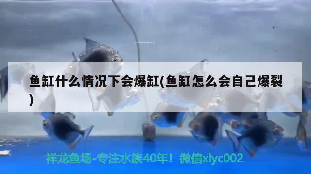 鱼缸什么情况下会爆缸(鱼缸怎么会自己爆裂) 飞凤鱼