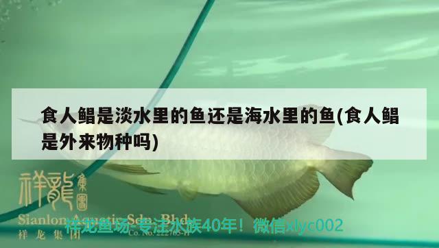 食人鲳是淡水里的鱼还是海水里的鱼(食人鲳是外来物种吗) 观赏鱼 第2张