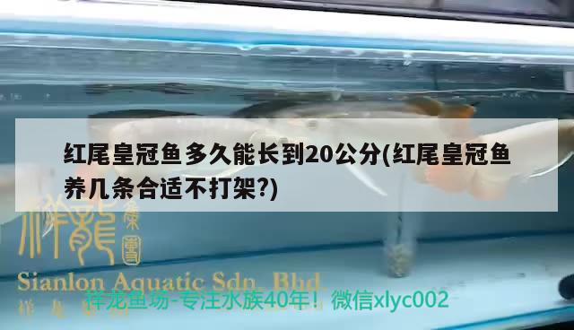 红尾皇冠鱼多久能长到20公分(红尾皇冠鱼养几条合适不打架?) 观赏鱼