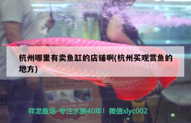 杭州哪里有卖鱼缸的店铺啊(杭州买观赏鱼的地方) 祥龙水族滤材/器材