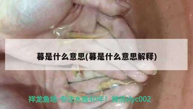 暮是什么意思(暮是什么意思解释) 观赏鱼