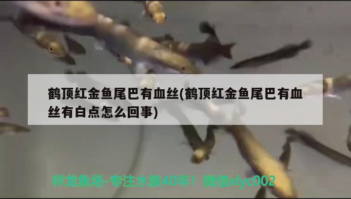 鹤顶红金鱼尾巴有血丝(鹤顶红金鱼尾巴有血丝有白点怎么回事)