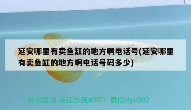 延安哪里有卖鱼缸的地方啊电话号(延安哪里有卖鱼缸的地方啊电话号码多少)