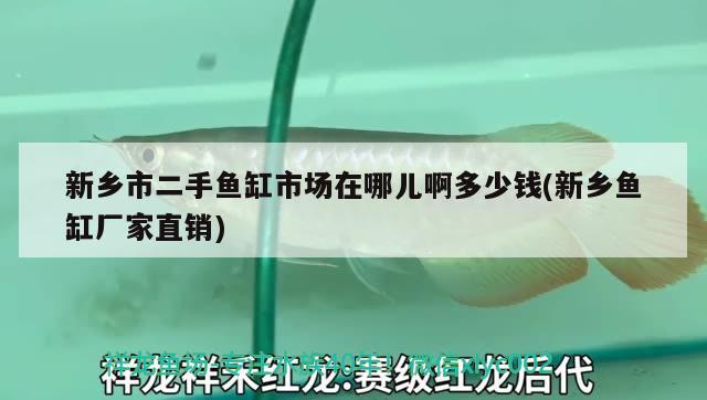 新乡市二手鱼缸市场在哪儿啊多少钱(新乡鱼缸厂家直销) 蓝底过背金龙鱼 第2张