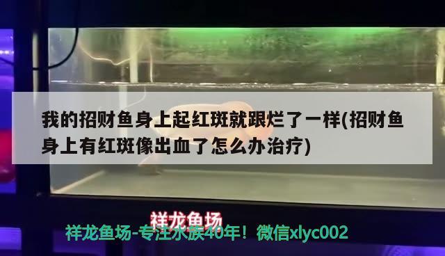 我的招财鱼身上起红斑就跟烂了一样(招财鱼身上有红斑像出血了怎么办治疗) 观赏鱼