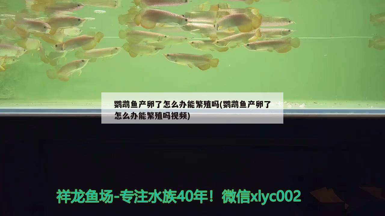 鹦鹉鱼产卵了怎么办能繁殖吗(鹦鹉鱼产卵了怎么办能繁殖吗视频)