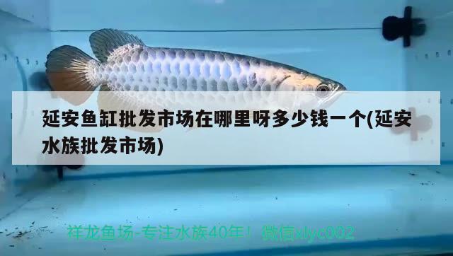 延安鱼缸批发市场在哪里呀多少钱一个(延安水族批发市场)