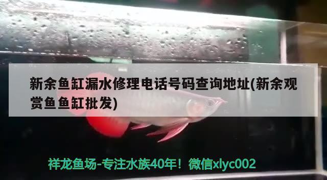 新余鱼缸漏水修理电话号码查询地址(新余观赏鱼鱼缸批发) 海水鱼（海水鱼批发）