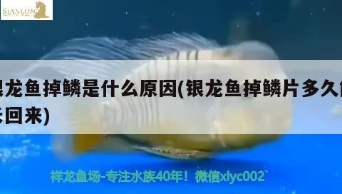 银龙鱼掉鳞是什么原因(银龙鱼掉鳞片多久能长回来)