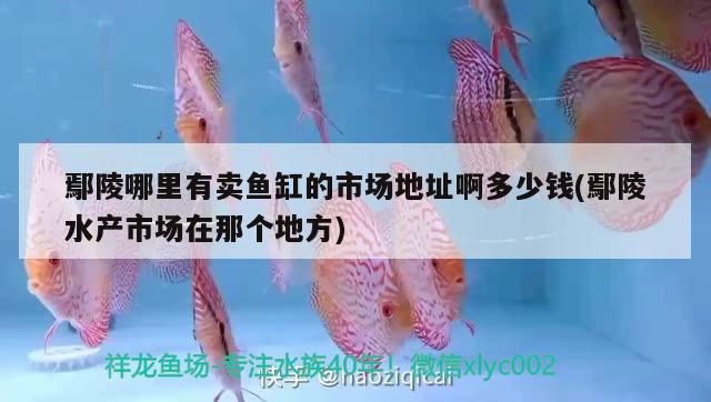 鄢陵哪里有卖鱼缸的市场地址啊多少钱(鄢陵水产市场在那个地方) 鹦鹉鱼