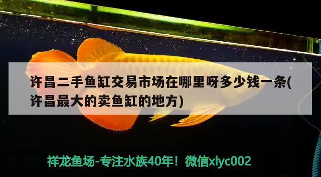 许昌二手鱼缸交易市场在哪里呀多少钱一条(许昌最大的卖鱼缸的地方)